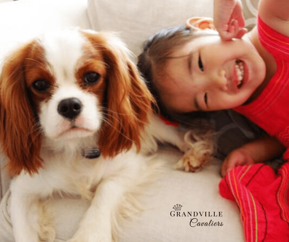 Cavalier King Charles Spaniel Video [About the&nbsp;Breed]