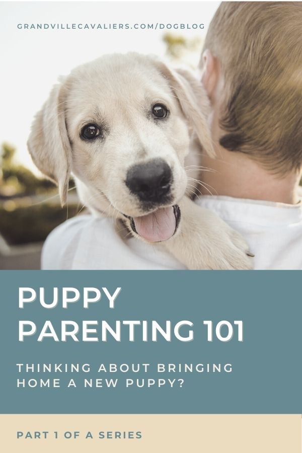 Bringing home a new puppy, blog
